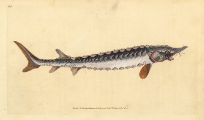Europæisk eller almindelig stør. Kritisk truet. Håndfarvet kobberplade tegnet og indgraveret af Edward Donovan fra hans Natural History of British Fishes, Donovan og F.C. og J. Rivington, London af Edward Donovan