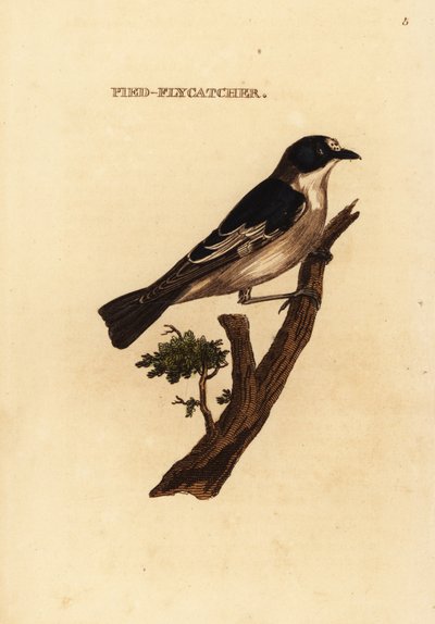 Europæisk broget fluesnapper, Ficedula hypoleuca af Edward Donovan