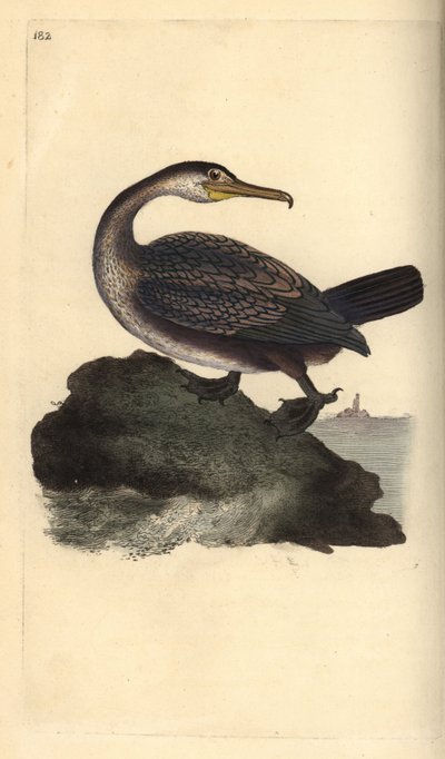 Europæisk shag, Phalacrocorax aristotelis. Håndfarvet kobberplade tegnet og graveret af Edward Donovan fra hans egen "Natural History of British Birds," London af Edward Donovan