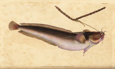 Femskæggynge, Ciliata mustela (Femskægget torskefisk, Gadus mustela). Håndfarvet kobberplade tegnet og indgraveret af Edward Donovan fra hans Natural History of British Fishes, Donovan og F.C. og J. Rivington, London af Edward Donovan