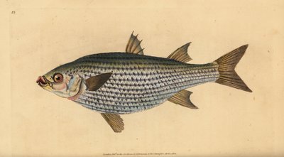 Fladhoved multe, Mugil cephalus. Håndfarvet kobberplade tegnet og indgraveret af Edward Donovan fra hans Natural History of British Fishes, Donovan og F.C. og J. Rivington, London af Edward Donovan