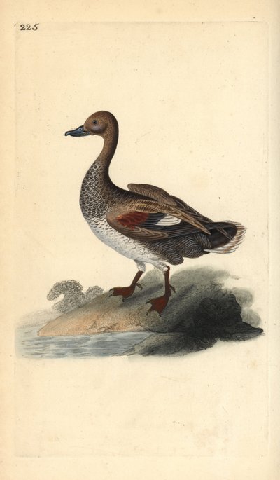 Gadwall (han), Anas strepera. Håndfarvet kobberplade tegnet og graveret af Edward Donovan fra hans egen "Natural History of British Birds," London af Edward Donovan