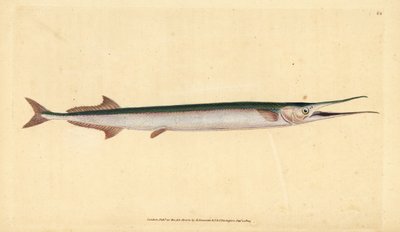 Garfish eller havnål, Belone belone (Havgedde eller hornfisk, Esox belone). Håndfarvet kobberplade tegnet og indgraveret af Edward Donovan fra hans Natural History of British Fishes, Donovan og F.C. og J. Rivington, London af Edward Donovan