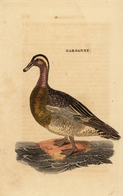 Garganey, Spatel querquedula, lille dablende and af Edward Donovan