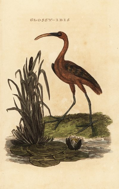 Du bliver blank, Plegadis falcinellus af Edward Donovan