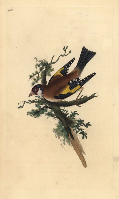 Guldfinke, Carduelis carduelis. Håndkoloreret kobberstik tegnet og graveret af Edward Donovan efter hans egen "Natural History of British Birds", London af Edward Donovan