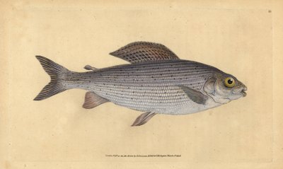 Harr, Thymallus thymallus (Salmo thymallus). Håndfarvet kobberplade tegnet og indgraveret af Edward Donovan fra hans Natural History of British Fishes, Donovan og F.C. og J. Rivington, London af Edward Donovan