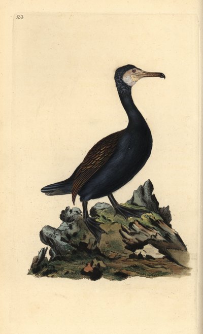 Storskarv, Phalacrocorax carbo. Håndfarvet kobberplade tegnet og graveret af Edward Donovan fra hans egen "Natural History of British Birds" (1794-1819). Edward Donovan (1768-1837) var en anglo-irsk amatørzoolog, forfatter, kunstner og gravør. H af Edward Donovan