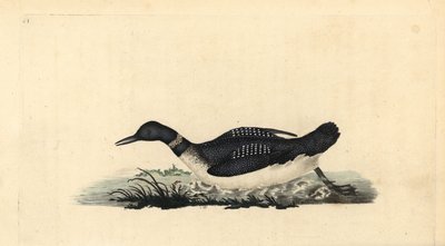 Stor nordlig lom eller dykker, Gavia immer. Håndfarvet kobberplade tegnet og graveret af Edward Donovan fra hans egen "Natural History of British Birds," London af Edward Donovan