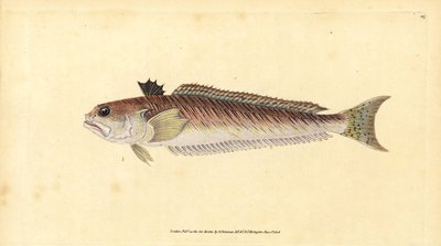 Større væver, Trachinus draco (Større væver eller stikkyr, Trachinus major). Håndfarvet kobberplade tegnet og indgraveret af Edward Donovan fra hans Natural History of British Fishes, Donovan og F.C. og J. Rivington, London af Edward Donovan