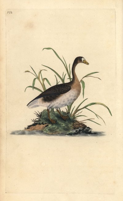 Stor blisgås, Anser albifrons. Håndfarvet kobberplade tegnet og graveret af Edward Donovan fra hans egen "Natural History of British Birds," London af Edward Donovan