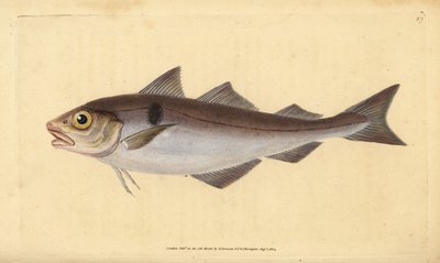 Kuller, Melanogrammus aeglefinus (Gadus aeglefinus). Sårbar. Håndfarvet kobberplade tegnet og indgraveret af Edward Donovan fra hans Natural History of British Fishes, Donovan og F.C. og J. Rivington, London af Edward Donovan