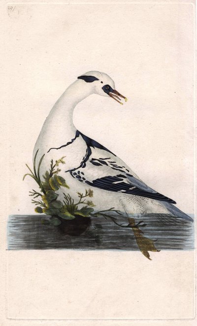 Harle bønder. Mergus albellus. Kobberstik af Edward Donovan (1768-1837), udgivet i Natural History of British Birds, London af Edward Donovan