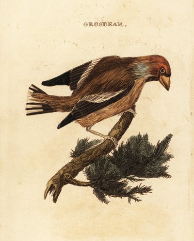 Hawfinch, Coccothraustes coccothraustes af Edward Donovan
