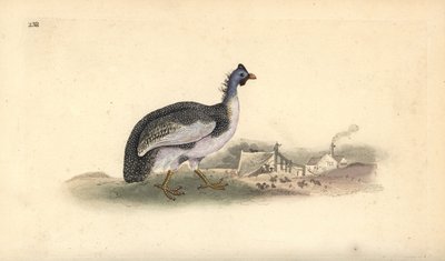 Perlehøns med hjelm, Numida meleagris. Håndfarvet kobberplade tegnet og graveret af Edward Donovan fra hans egen "Natural History of British Birds," London af Edward Donovan