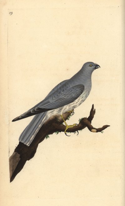 Hønsehøne, Circus cyaneus. Håndfarvet kobberplade tegnet og graveret af Edward Donovan fra hans egen "Natural History of British Birds," London af Edward Donovan