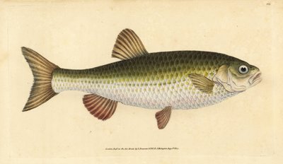 Ide, Leuciscus idus (Chub, Cyprinus jeses). Håndfarvet kobberplade tegnet og indgraveret af Edward Donovan fra hans Natural History of British Fishes, Donovan og F.C. og J. Rivington, London af Edward Donovan