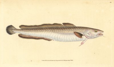 Langefisk, Molva molva (Gadus molva). Håndfarvet kobberplade tegnet og indgraveret af Edward Donovan fra hans Natural History of British Fishes, Donovan og F.C. og J. Rivington, London af Edward Donovan