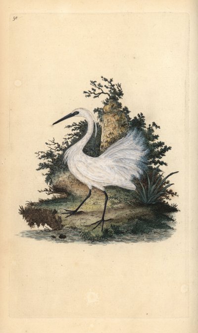 Lille hejre, Egreta garzetta. Håndfarvet kobberplade tegnet og graveret af Edward Donovan fra hans egen "Natural History of British Birds," London af Edward Donovan