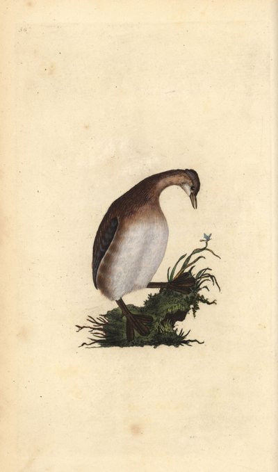 Lille lappedykker, Tachybaptus ruficollis. Håndfarvet kobberplade tegnet og graveret af Edward Donovan fra hans egen "Natural History of British Birds," London af Edward Donovan