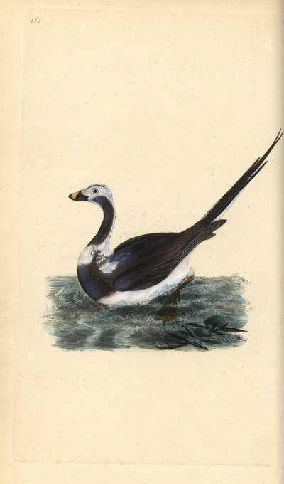 Langhaleand, Clangula hyemalis. Sårbar. Håndfarvet kobberplade tegnet og graveret af Edward Donovan fra hans egen "Natural History of British Birds," London af Edward Donovan