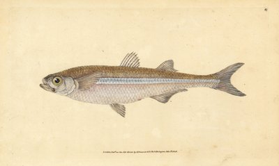 Middelhavssandlugt eller europæisk atherin, Atherina hepsetus. Håndfarvet kobberplade tegnet og indgraveret af Edward Donovan fra hans Natural History of British Fishes, Donovan og F.C. og J. Rivington, London af Edward Donovan