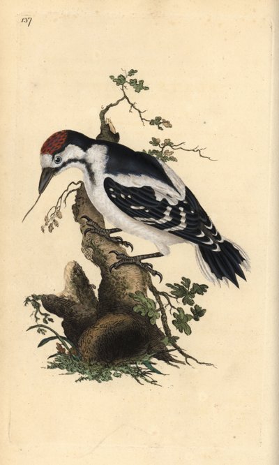 Mellemplettet spætte, Dendrocopos medius. Håndfarvet kobberplade tegnet og graveret af Edward Donovan fra hans egen "Natural History of British Birds," London af Edward Donovan