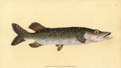 Nordlig gedde, Esox lucius. Håndfarvet kobberplade tegnet og indgraveret af Edward Donovan fra hans Natural History of British Fishes, Donovan og F.C. og J. Rivington, London af Edward Donovan