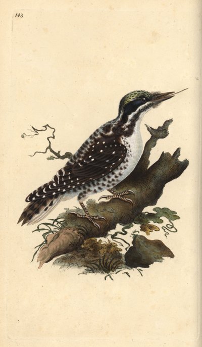 Nordlig tretået spætte. Picoides tridactylus. Håndkoloreret kobberstik tegnet og graveret af Edward Donovan efter hans egen "Natural History of British Birds", London. af Edward Donovan