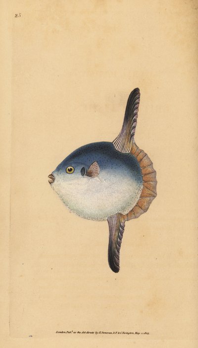 Ocean solfisk, Mola mola. Sårbar. (Solfisk, Tetrodon mola). Håndfarvet kobberplade tegnet og indgraveret af Edward Donovan fra hans Natural History of British Fishes, Donovan og F.C. og J. Rivington, London af Edward Donovan