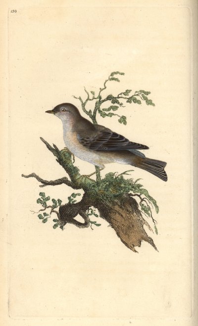 Orphean warbler, Sylvia hydrtensis, eller større pettychaps. Håndkoloreret kobberstik tegnet og graveret af Edward Donovan efter hans egen "Natural History of British Birds", London af Edward Donovan