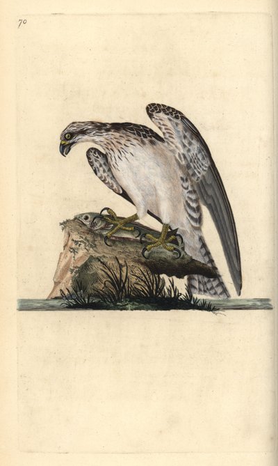 Fiskeørn, Pandion haliaetus, stående på en fanget fisk. Håndfarvet kobberplade tegnet og graveret af Edward Donovan fra hans egen "Natural History of British Birds," London af Edward Donovan