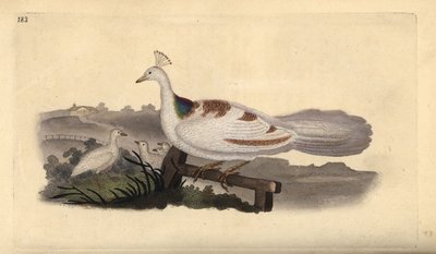 Påfuglefod, Pavo cristatus, hun med unger. Håndfarvet kobberplade tegnet og graveret af Edward Donovan fra hans egen "Natural History of British Birds," London af Edward Donovan