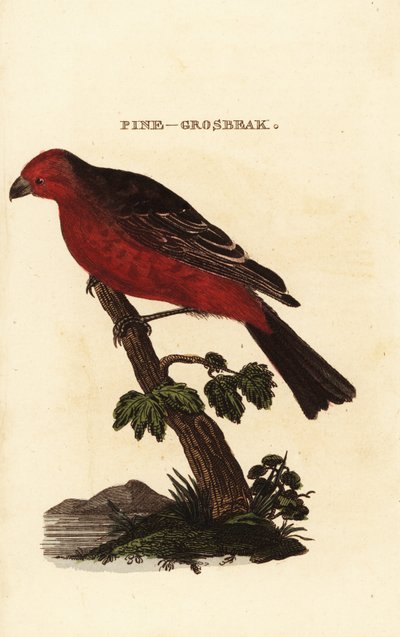 Pine grosbeak, Pinicola enucleator af Edward Donovan