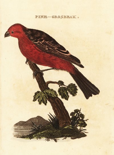 Pine grosbeak, Pinicola enucleator af Edward Donovan