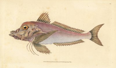 Piper, Trigla lyra. Håndfarvet kobberplade tegnet og indgraveret af Edward Donovan fra hans Natural History of British Fishes, Donovan og F.C. og J. Rivington, London af Edward Donovan