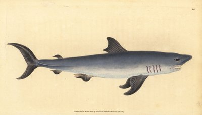 Porbeagle, Lamna nasus. Sårbar. (Pinhaj, Squalus cornubicus). Håndfarvet kobberplade tegnet og indgraveret af Edward Donovan fra hans Natural History of British Fishes, Donovan og F.C. og J. Rivington, London af Edward Donovan