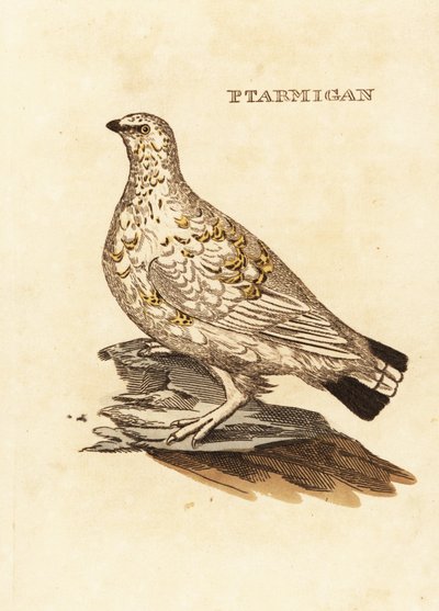 Rype eller hvidvildt, Lagopus lagopus af Edward Donovan
