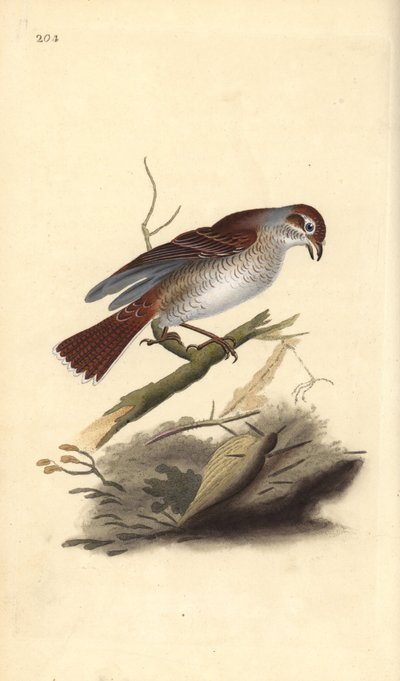 Rødrygget tobbe (hun), Lanius collurio. Håndfarvet kobberplade tegnet og graveret af Edward Donovan fra hans egen "Natural History of British Birds," London af Edward Donovan