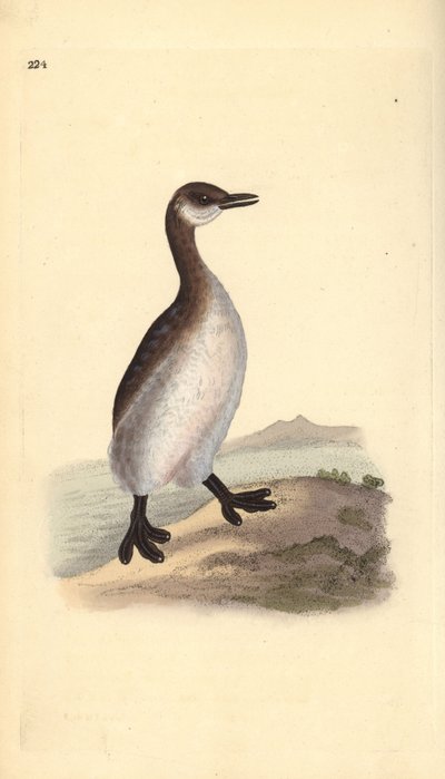 Rødhalset lappedykker (hun), Podiceps grisegena. Håndkoloreret kobberstik tegnet og graveret af Edward Donovan efter hans egen "Natural History of British Birds", London. af Edward Donovan