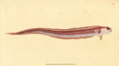 Rød båndfisk, Cepola macrophthalma (Rubescent båndfisk, Cepola rubescens). Håndfarvet kobberplade tegnet og indgraveret af Edward Donovan fra hans Natural History of British Fishes, Donovan og F.C. og J. Rivington, London af Edward Donovan