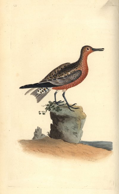 Rød knude, Calidris canutus. Håndkoloreret kobberstik tegnet og graveret af Edward Donovan efter hans egen "Natural History of British Birds", London af Edward Donovan