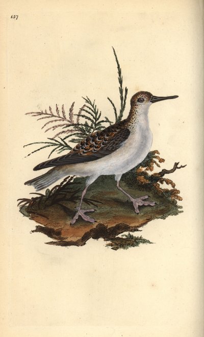 Rød phalarope, Phalaropus fulicarius. Håndfarvet kobberplade tegnet og graveret af Edward Donovan fra hans egen "Natural History of British Birds," London af Edward Donovan