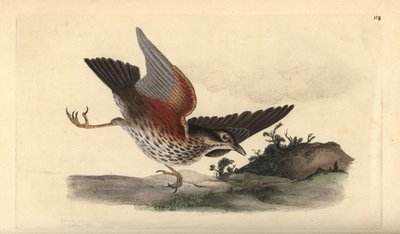 Rødvinge, Turdus iliacus. Håndfarvet kobberplade tegnet og graveret af Edward Donovan fra hans egen "Natural History of British Birds," London af Edward Donovan