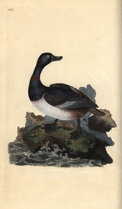 Ringhalset and, Aythya collaris. Håndfarvet kobberplade tegnet og graveret af Edward Donovan fra hans egen "Natural History of British Birds," London af Edward Donovan