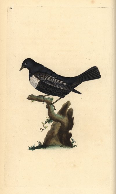 Ringouzel, Turdus torquatus. Håndfarvet kobberplade tegnet og graveret af Edward Donovan fra hans egen "Natural History of British Birds," London af Edward Donovan