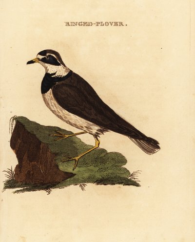 Ringhøne, Charadrius hiaticula af Edward Donovan