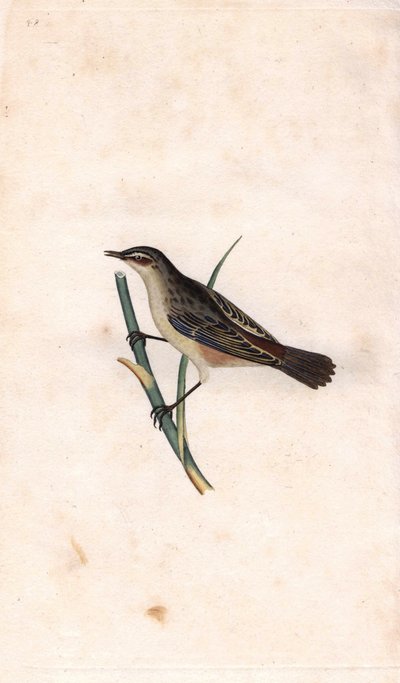Rod phragmite. Acrocephalus schoenobaenus (Motacilla salicaria). Kobberstik af Edward Donovan (1768-1837), udgivet i Natural History of British Birds, London af Edward Donovan