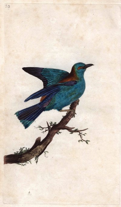 Europas rulle. Coracias garrula (Coracias garrula). Kobberstik af Edward Donovan (1768-1837), udgivet i Natural History of British Birds, London af Edward Donovan