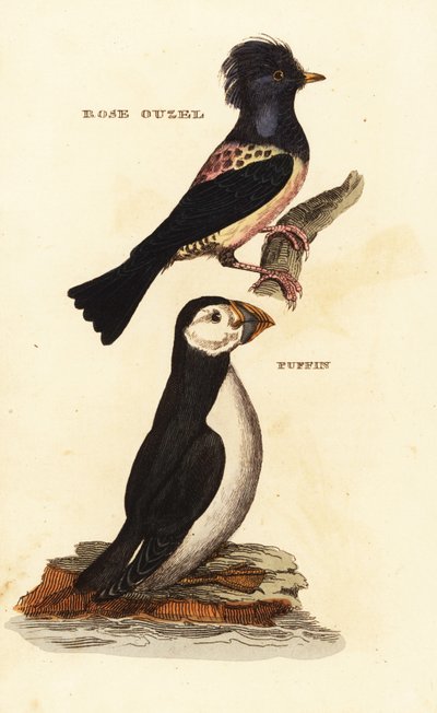 Rosenstær, Pastor roseus og atlantisk søpapegøje, Fratercula arctica af Edward Donovan